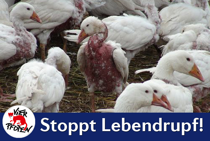 Foto: Vier Pfoten Foto: Vier Pfoten